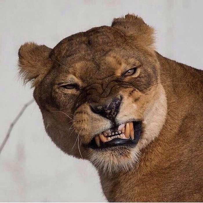 Ф Софи